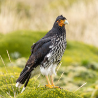 Carunculated Caracara